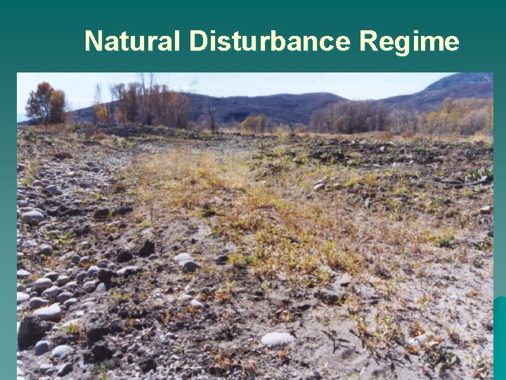 Natural Disturbance Regime 