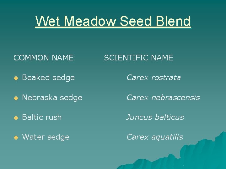 Wet Meadow Seed Blend COMMON NAME SCIENTIFIC NAME u Beaked sedge Carex rostrata u