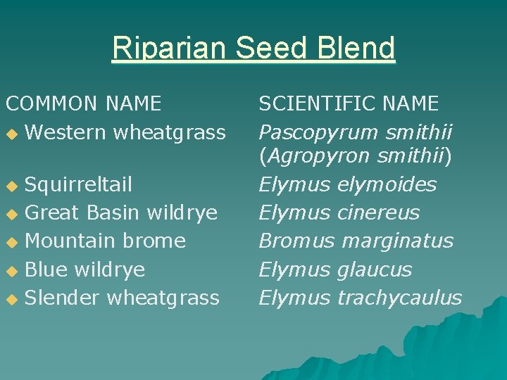 Riparian Seed Blend COMMON NAME u Western wheatgrass Squirreltail u Great Basin wildrye u