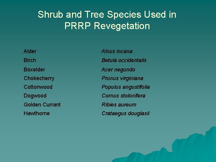 Shrub and Tree Species Used in PRRP Revegetation Alder Alnus incana Birch Betula occidentalis