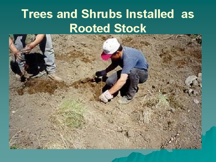 Trees and Shrubs Installed as Rooted Stock 