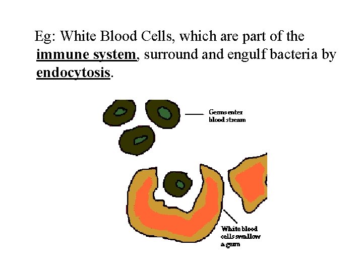 Eg: White Blood Cells, which are part of the immune system, surround and engulf