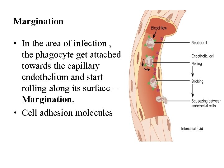 Margination • In the area of infection , the phagocyte get attached towards the