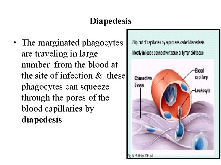 Diapedesis • The marginated phagocytes are traveling in large number from the blood at