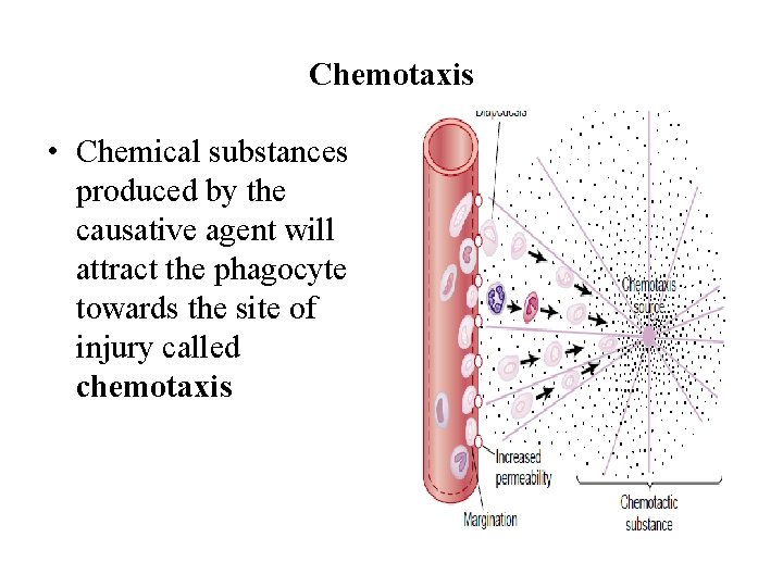 Chemotaxis • Chemical substances produced by the causative agent will attract the phagocyte towards