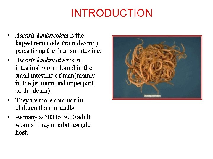 Round worms INTRODUCTION Ascaris lumbricoides is the largest