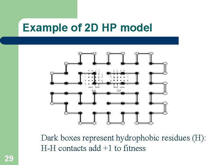 Example of 2 D HP model Dark boxes represent hydrophobic residues (H): H-H contacts