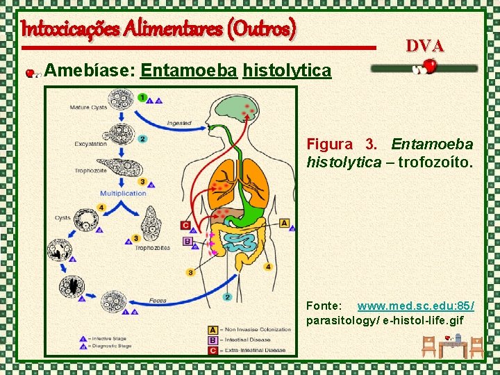 Intoxicações Alimentares (Outros) DVA Amebíase: Entamoeba histolytica Figura 3. Entamoeba histolytica – trofozoíto. Fonte: