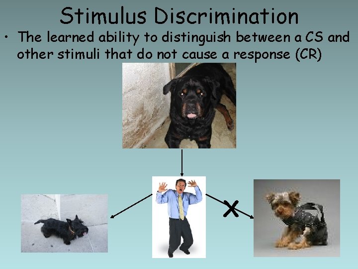 Stimulus Discrimination • The learned ability to distinguish between a CS and other stimuli