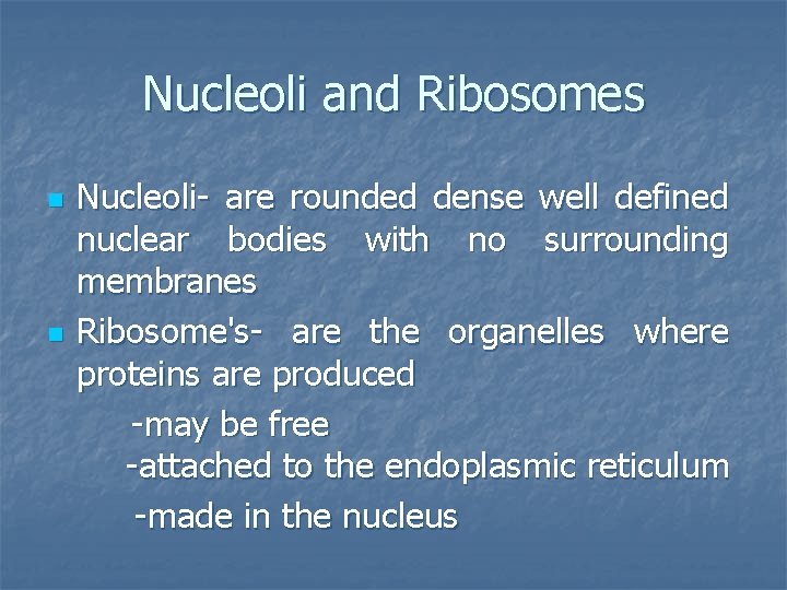 Nucleoli and Ribosomes n n Nucleoli- are rounded dense well defined nuclear bodies with
