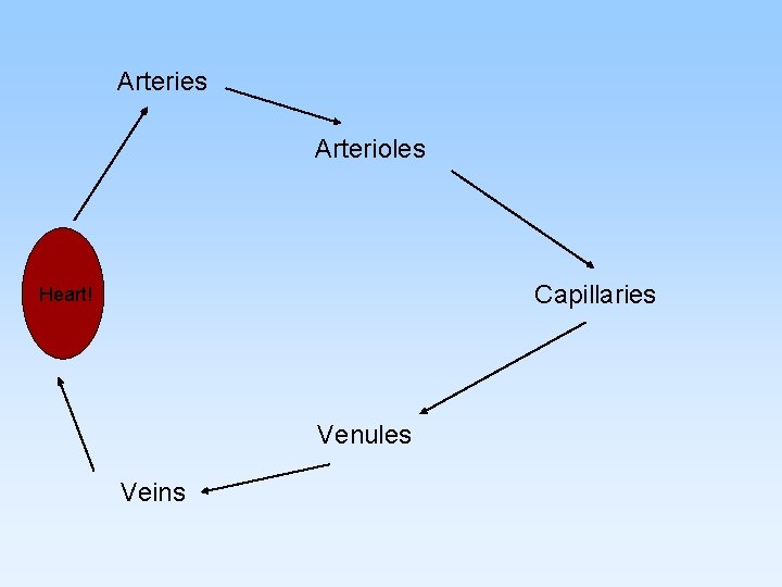 Arteries Arterioles Capillaries Heart! Venules Veins 