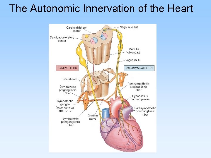 The Autonomic Innervation of the Heart 