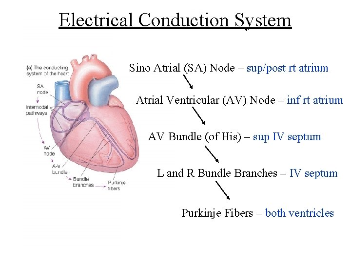 Electrical Conduction System Sino Atrial (SA) Node – sup/post rt atrium Atrial Ventricular (AV)