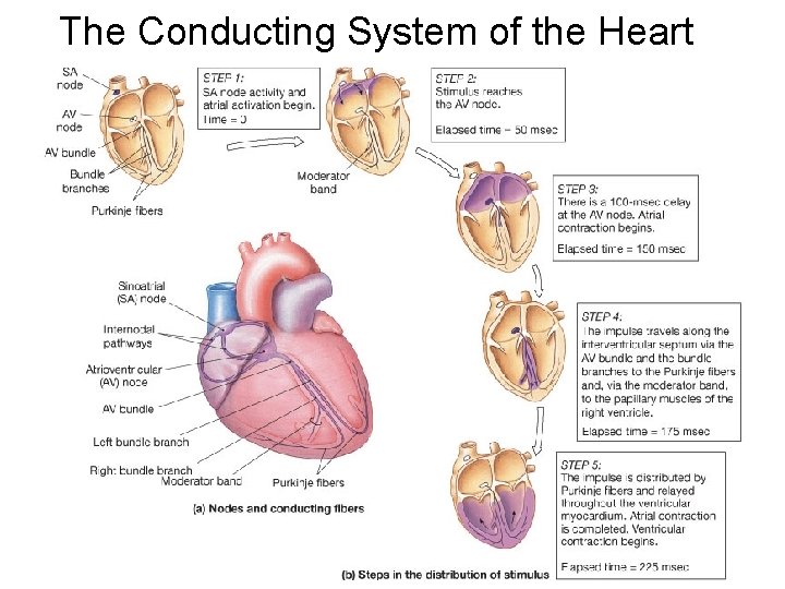 The Conducting System of the Heart 