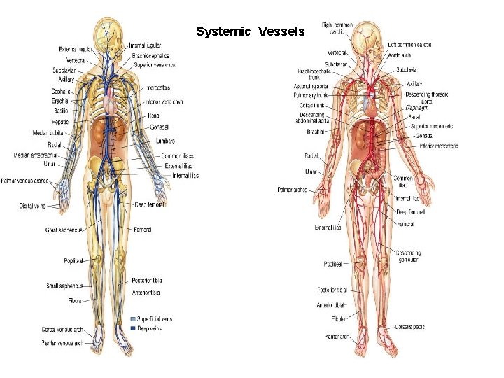 Systemic Vessels 
