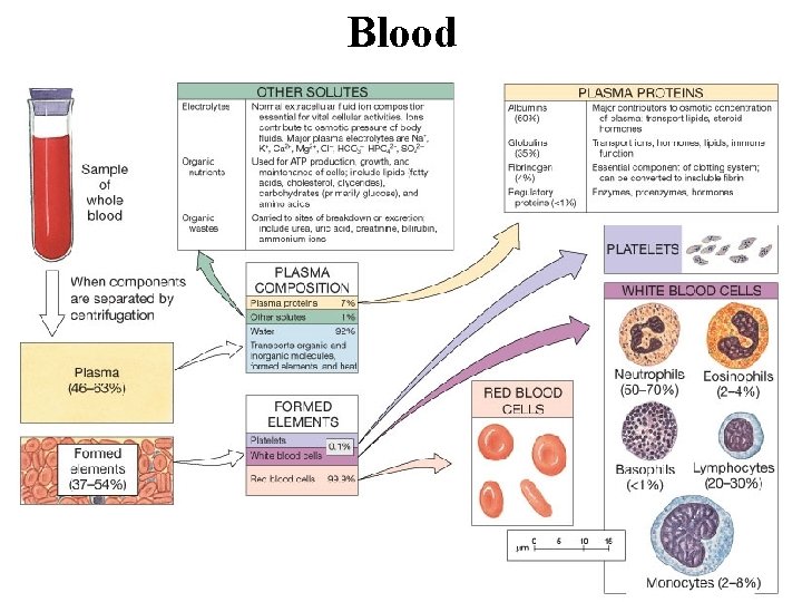 Blood 