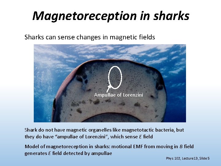 Magnetoreception in sharks Sharks can sense changes in magnetic fields Ampullae of Lorenzini Shark