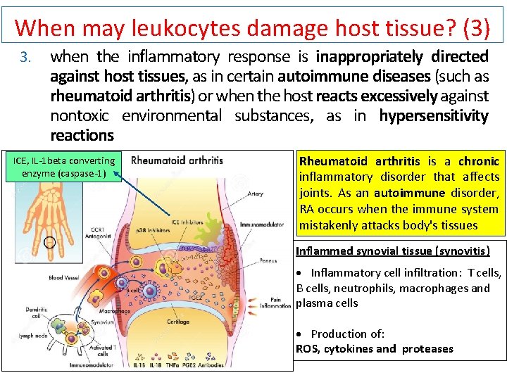 When may leukocytes damage host tissue? (3) 3. when the inflammatory response is inappropriately