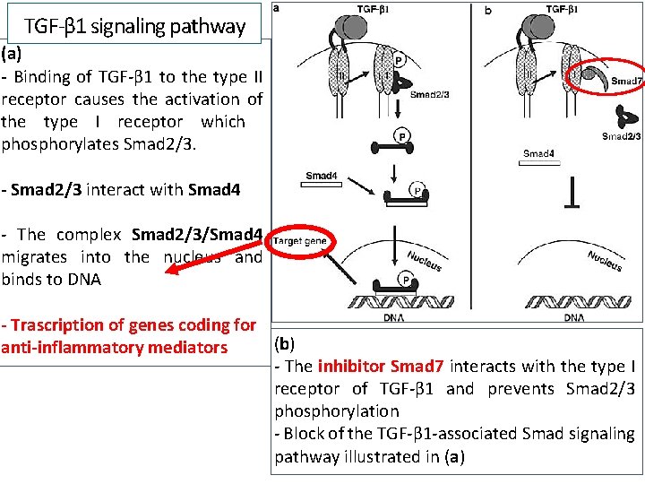 TGF-β 1 signaling pathway (a) - Binding of TGF-β 1 to the type II