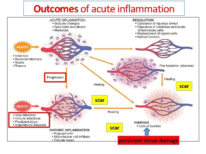 Outcomes of acute inflammation scar persistent tissue damage 