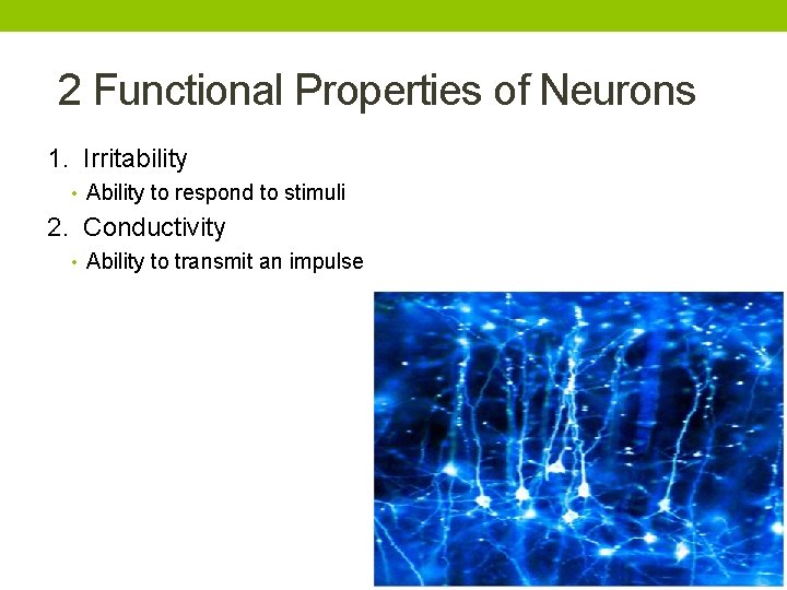 2 Functional Properties of Neurons 1. Irritability • Ability to respond to stimuli 2.