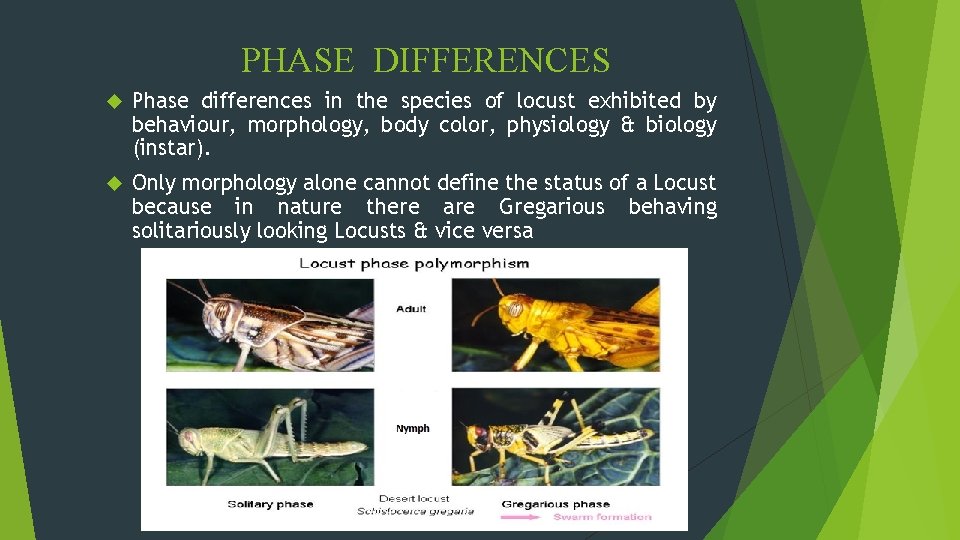 PHASE DIFFERENCES Phase differences in the species of locust exhibited by behaviour, morphology, body