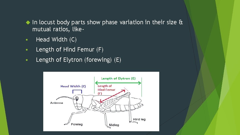  In locust body parts show phase variation in their size & mutual ratios,