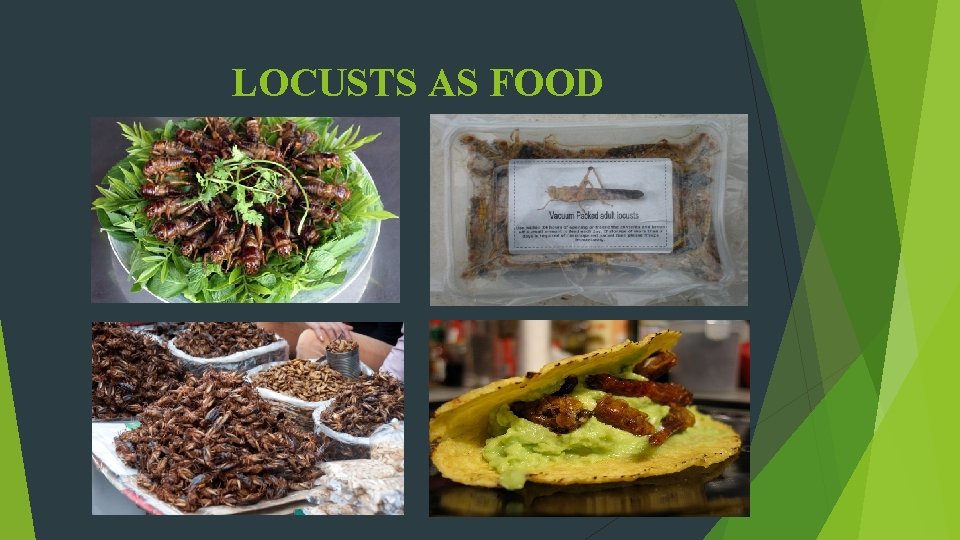 LOCUSTS AS FOOD 