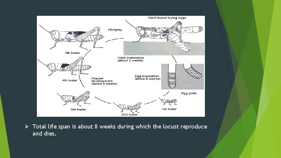 Ø Total life span is about 8 weeks during which the locust reproduce and