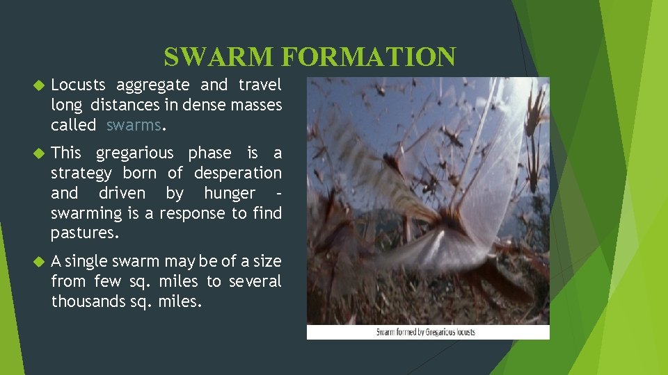 SWARM FORMATION Locusts aggregate and travel long distances in dense masses called swarms. This