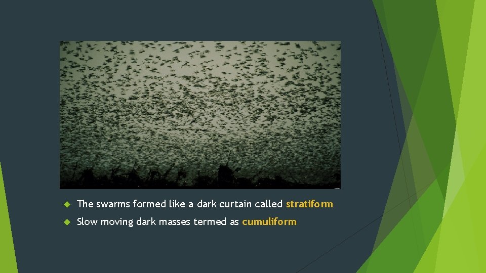  The swarms formed like a dark curtain called stratiform Slow moving dark masses