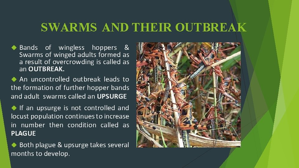 SWARMS AND THEIR OUTBREAK Bands of wingless hoppers & Swarms of winged adults formed