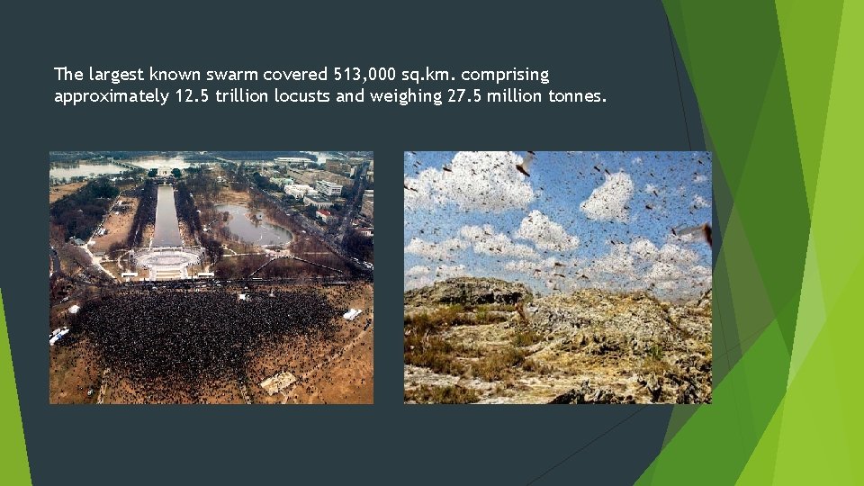 The largest known swarm covered 513, 000 sq. km. comprising approximately 12. 5 trillion