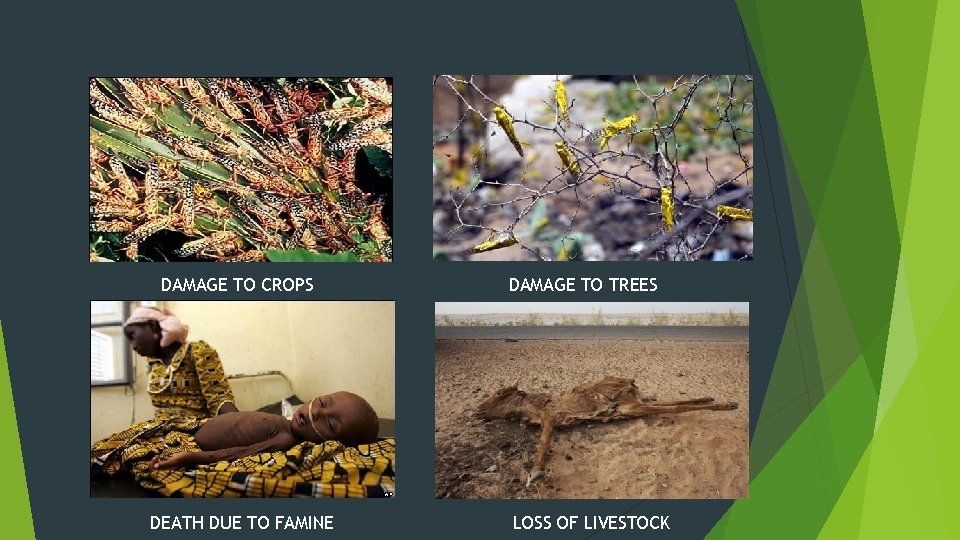 DAMAGE TO CROPS DEATH DUE TO FAMINE DAMAGE TO TREES LOSS OF LIVESTOCK 