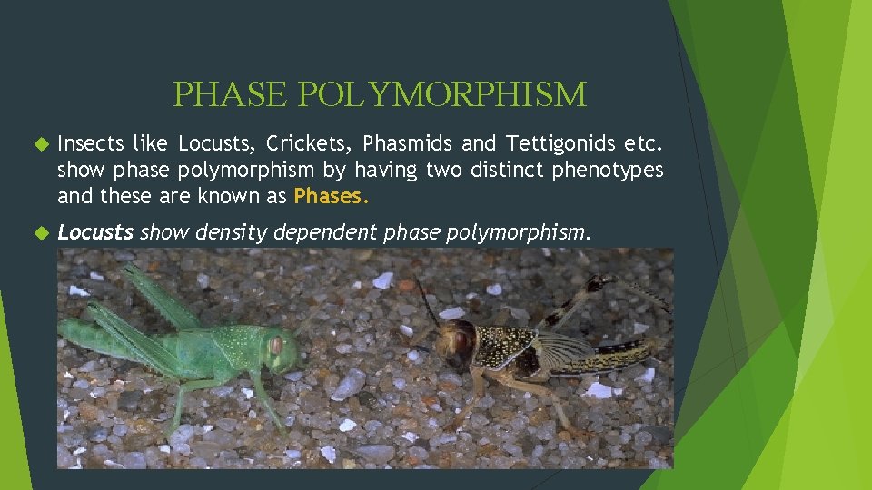 PHASE POLYMORPHISM Insects like Locusts, Crickets, Phasmids and Tettigonids etc. show phase polymorphism by