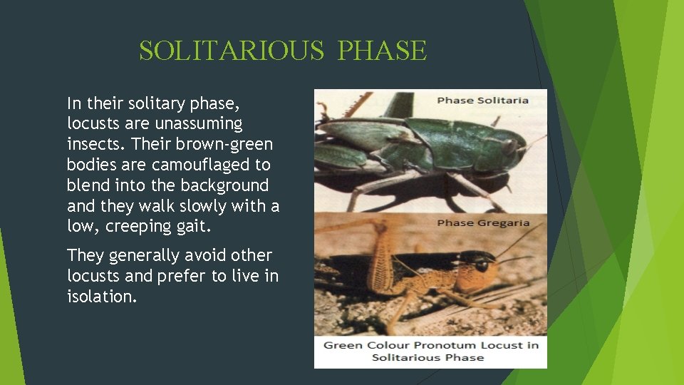 SOLITARIOUS PHASE In their solitary phase, locusts are unassuming insects. Their brown-green bodies are