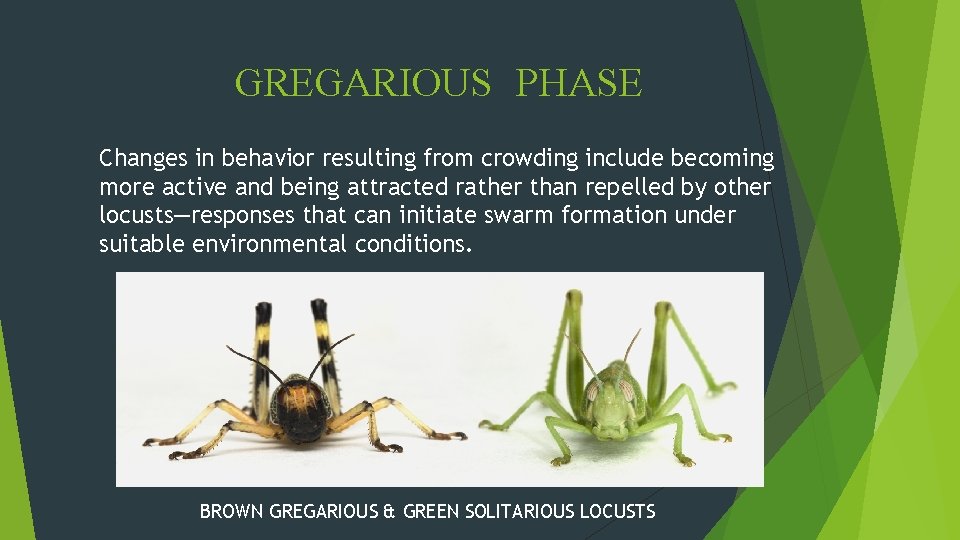GREGARIOUS PHASE Changes in behavior resulting from crowding include becoming more active and being