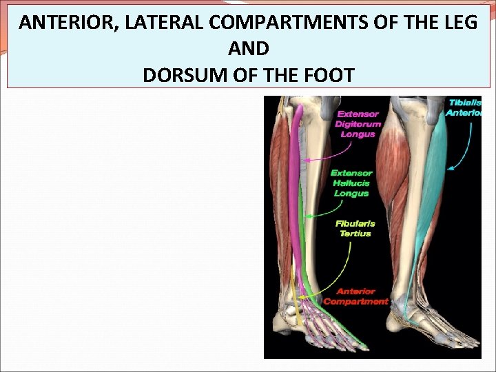 ANTERIOR, LATERAL COMPARTMENTS OF THE LEG AND DORSUM OF THE FOOT 