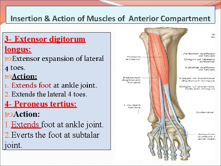 Insertion & Action of Muscles of Anterior Compartment 3 - Extensor digitorum longus: Extensor