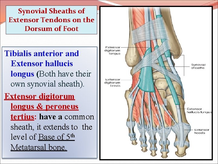 Synovial Sheaths of Extensor Tendons on the Dorsum of Foot Tibialis anterior and Extensor