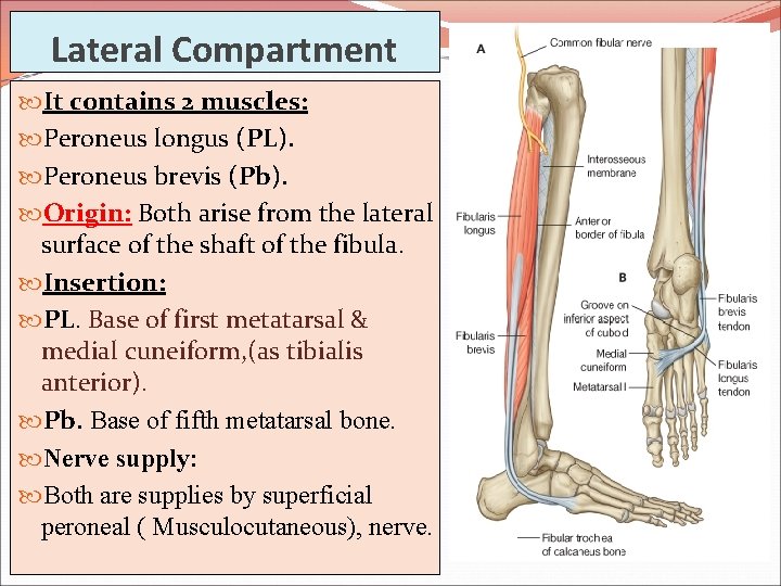 Lateral Compartment It contains 2 muscles: Peroneus longus (PL). Peroneus brevis (Pb). Origin: Both