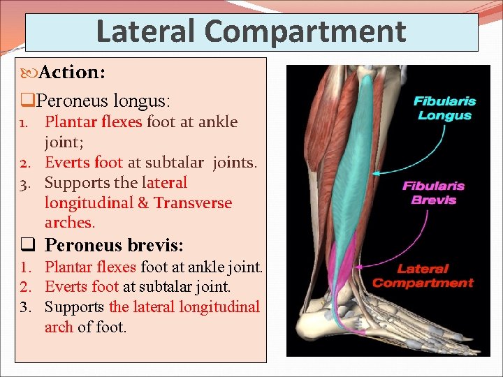 Lateral Compartment Action: q. Peroneus longus: 1. Plantar flexes foot at ankle joint; 2.