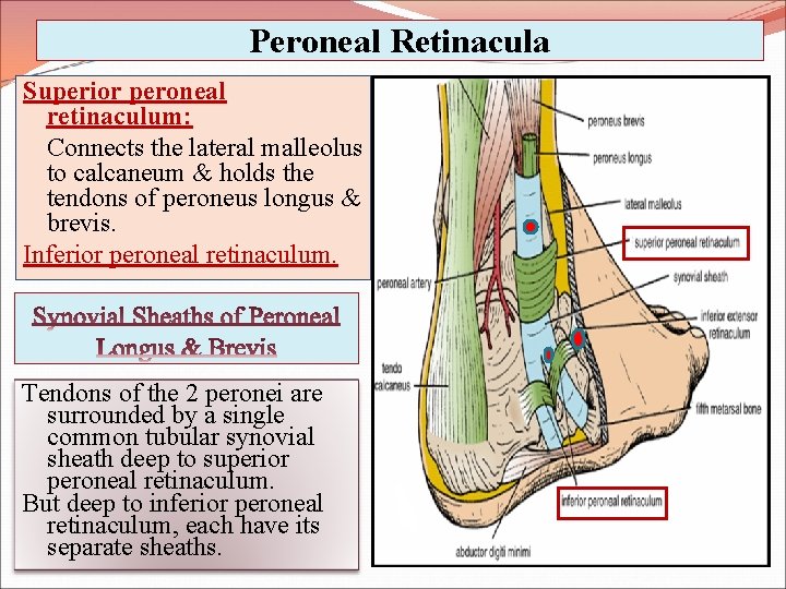 Peroneal Retinacula Superior peroneal retinaculum: Connects the lateral malleolus to calcaneum & holds the