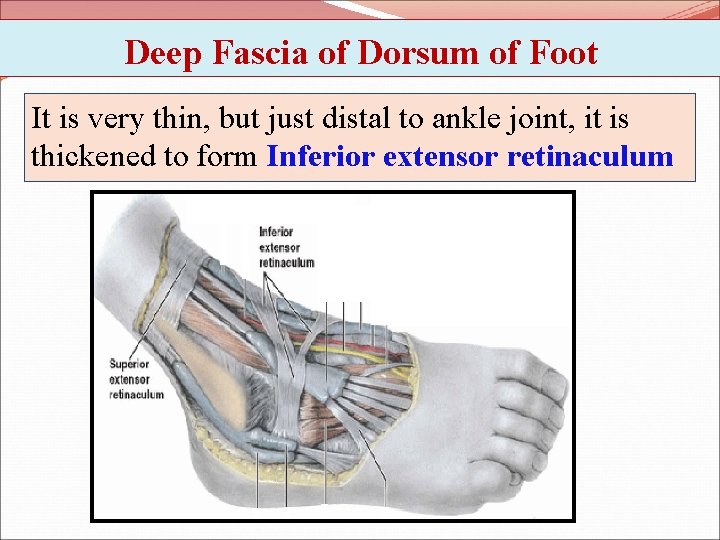 Deep Fascia of Dorsum of Foot It is very thin, but just distal to