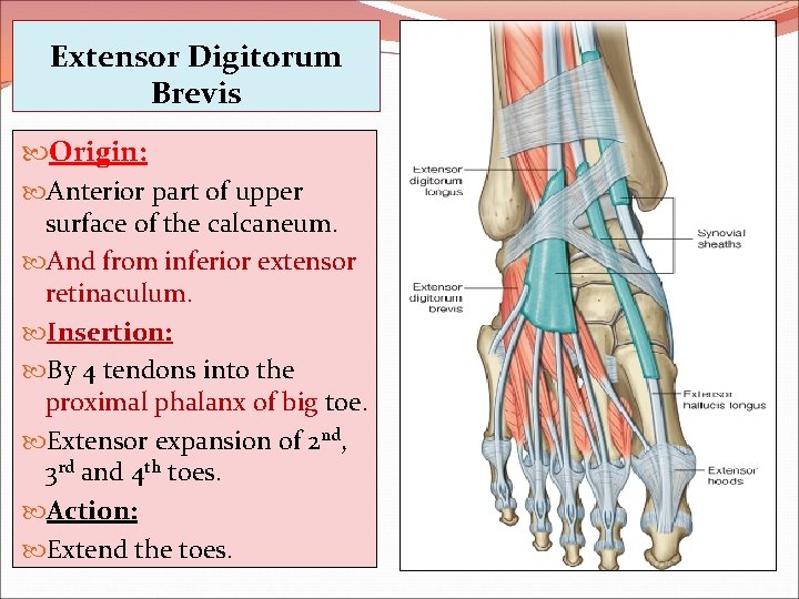 Extensor Digitorum Brevis Origin: Anterior part of upper surface of the calcaneum. And from