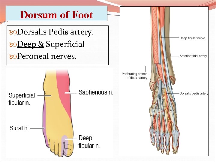 Dorsum of Foot Dorsalis Pedis artery. Deep & Superficial Peroneal nerves. 