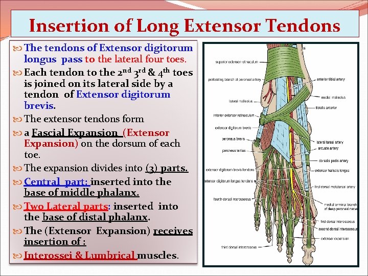 Insertion of Long Extensor Tendons The tendons of Extensor digitorum longus pass to the