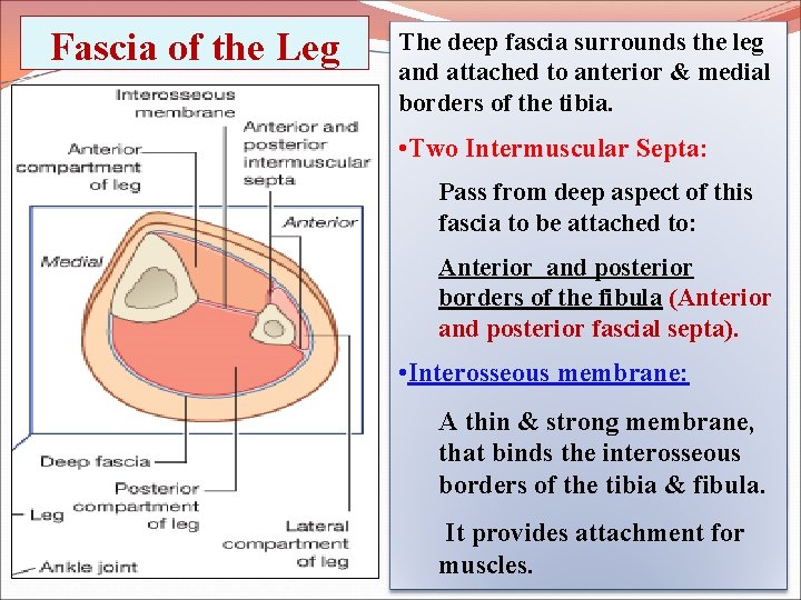Fascia of the Leg The deep fascia surrounds the leg and attached to anterior