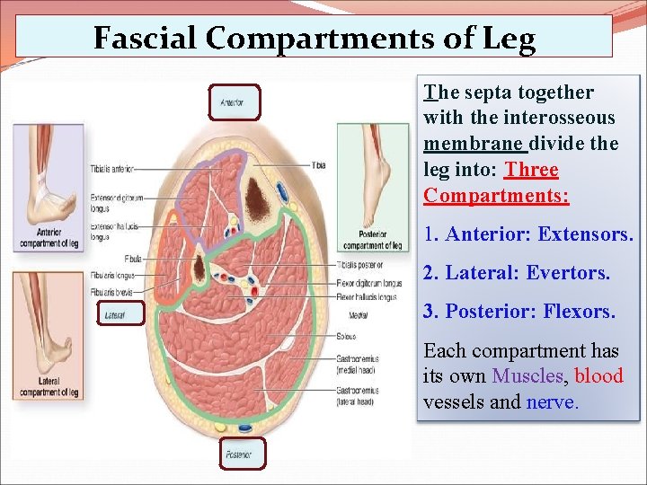 Fascial Compartments of Leg The septa together with the interosseous membrane divide the leg