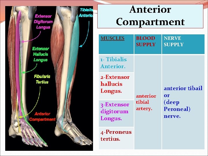 Anterior Compartment MUSCLES BLOOD SUPPLY NERVE SUPPLY anterior tibial artery. anterior tibail or (deep